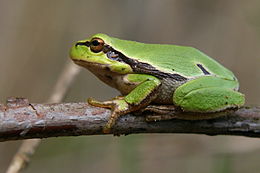 Zöld levelibéka (Hyla arborea)