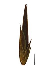 Spikelet (the black scale bar represents 1 mm)