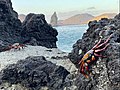 Rote Klippenkrabben vorm Pinnacle Rock (Galapagos)