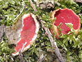 Sarcoscypha coccinea