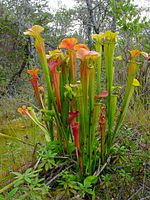 Sarracenia oreophila: bekerblad