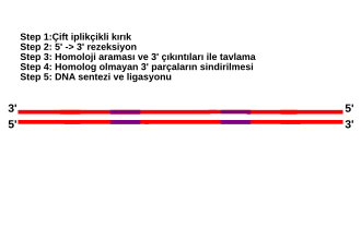 TİT yolağının bir animasyonundan bir kare. Çift iplikli bir DNA molekülü kırmızı renklidir, yatay doğrultuludur. Her bir DNA ipliğinde iki mor bölge, DNA'daki tekrarlı dizileri temsil etmektedir.