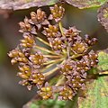 Spiraea japonica (fruits cropped).jpg