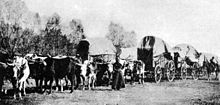 Covered wagons being pulled by oxen.