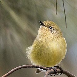 Yellow thornbill