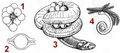 Hình xem trước của phiên bản lúc 17:32, ngày 19 tháng 12 năm 2008