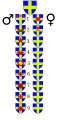 Vorschaubild der Version vom 20:02, 7. Dez. 2008