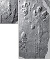 Thumbnail for version as of 18:16, 15 May 2011