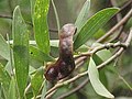 Acacia melanoxylon