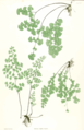 Adiantum capillus-veneris (Black Maidenhair Fern)