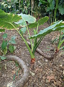 Alocasia odora (Bac ha, Galadium) (ähnlich sind Tarostängel) (Stängel)