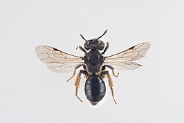 Andrena nanula