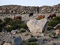 Alpacas mit Raureif auf dem Rücken