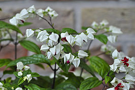 Clerodendrum thomsoniae