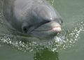 Choppy the dolphin in the Calibogue Sound