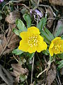 Eranthis hyemalis