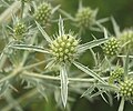 Feld-Mannstreu (Eryngium campestre) noch mit Köpfchen.