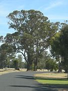 Tuartboom nabij 'Lake Clifton'