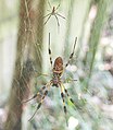 Male (upper) and female (lower). Note the golden color of their web.