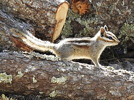 Grijsvoetchipmunk