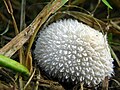 Lycoperdon echinatum