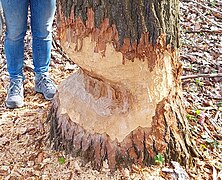 Mächtiger Baum durch Biber angenagt, der Fraß beginnt an der Flussseite, damit sich der Baum zum Fluss neigt