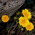 Gold-Fingerkraut (Potentilla aurea)