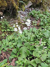 Habit (subsp. lactea)