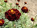 Tagetes patula (hybrid marigold)