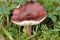 !Russula.fuscorubroides!