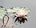 vermutlich Nymphaea alba / Hybrid