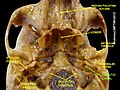 Carotid canal.