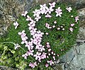 Silene acaulis