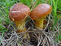 Suillus grevillei