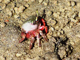 Uca (Leptuca) uruguayensis