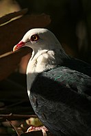 White-headed Pigeon