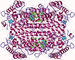 Tryptophan-2,3-Dioxygenase