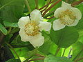 Actinidia chinensis var. hispida