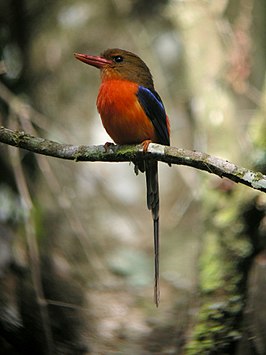 Bruinrugvlagstaartijsvogel