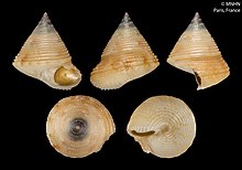 Calliostoma jackelynae photographed from five different angles with a black background. The top right corner has the text "© MNHN Paris, France"