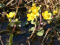 flowering in early spring, Photo by Kristian Peters