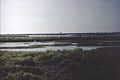 Camargue mit Flamingos