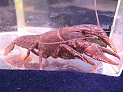 Cambarus georgiae