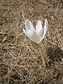 Colchicum speciosum 'Album' close-up