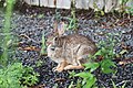 Eastern Cottontail