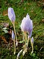 Crocus kotschyanus