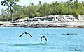 A view from Dibru-Saikhowa National Park