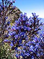 Echium gentianoides