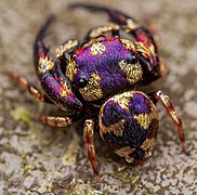 High-definition male closeup