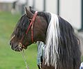 Kopfstudie eines Kerry-Bog-Pony-Hengstes